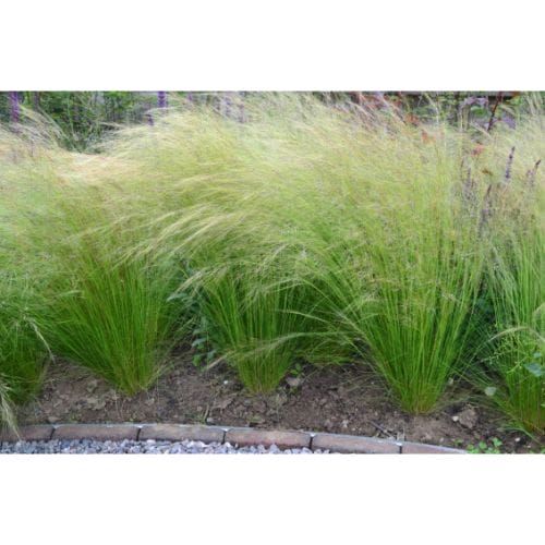 Stipa Tenuissima Ponytails Vedergras Plantbezorgd