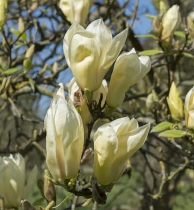 Magnolie 'Gelbe Laterne' - Biberbaum