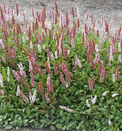 Persicaria affinis 'Darjeeling Red' - Duizendknoop