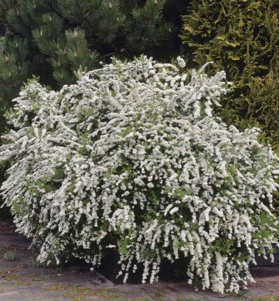 Spiraea arguta - Spierstruik