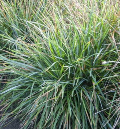 Sesleria 'Heufleriana' - Blauwgras