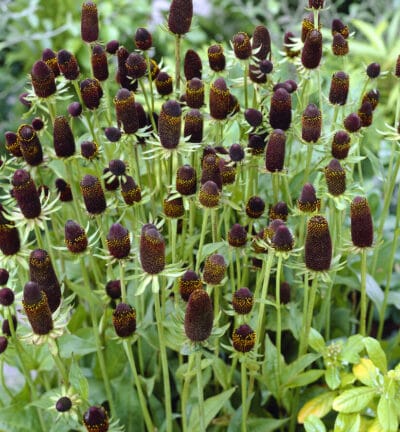 Rudbeckia occidentalis 'Green Wizard' - Zonnehoed