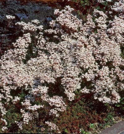 Sedum album 'Coral Carpet' - Vetkruid