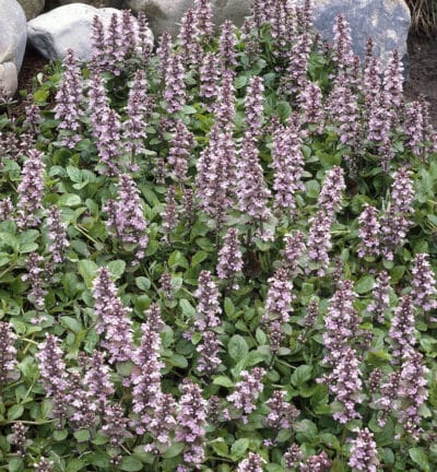 Ajuga reptans 'Rosea' - Kruipend Zenegroen