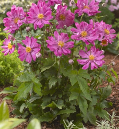 Anemone hupehensis 'Prinz Heinrich' - Herfstanemoon
