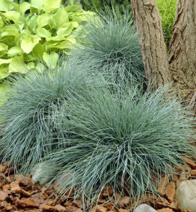 Festuca Glauca 'Zwergenkönig' - Blaues Schafsgras