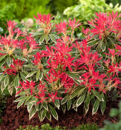 Pieris japonica 'Flammendes Silber' - Felsenheide