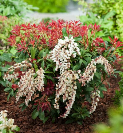 Pieris japonica 'Mountain Fire' - Felsenheide