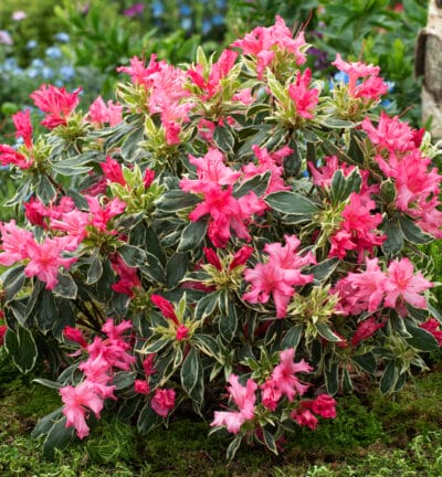 Rhododendron 'Bollywood' ® - Zwerg-Rhododendron