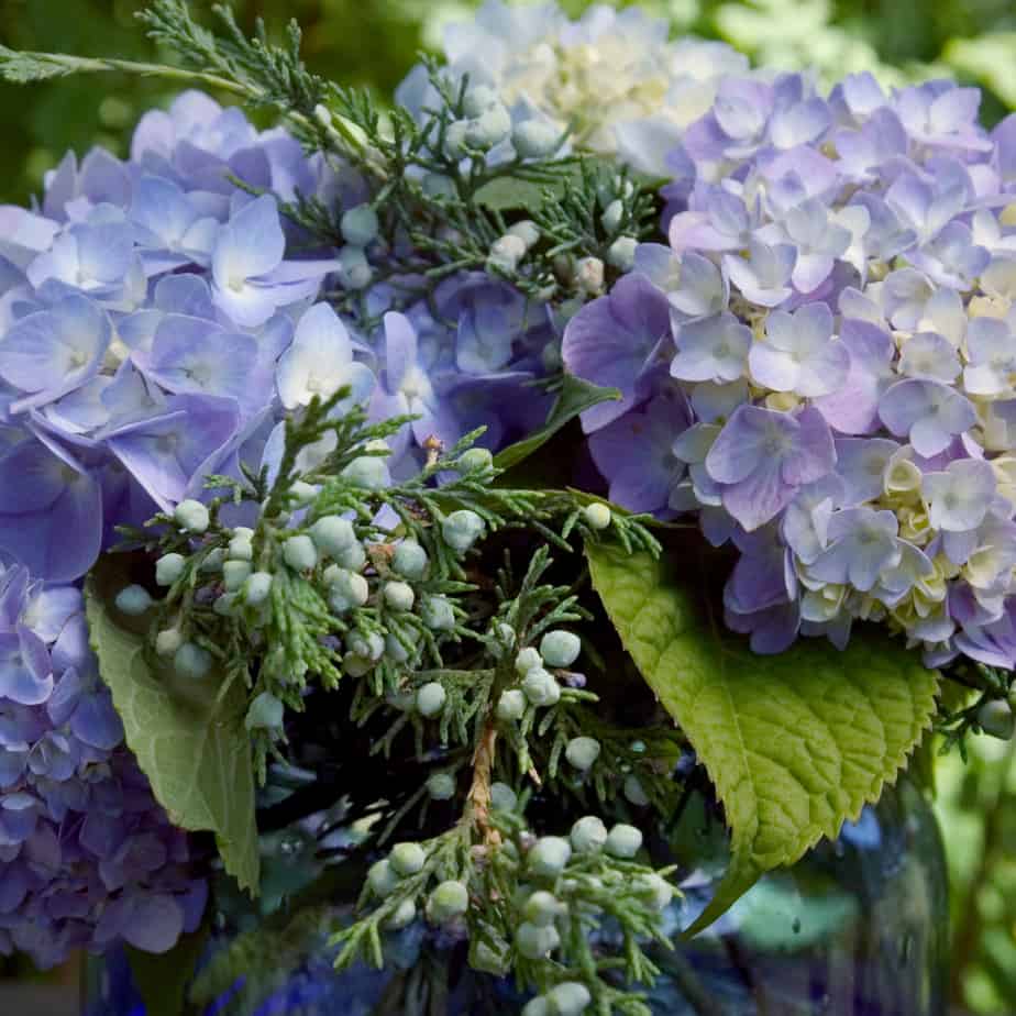 Hydrangea macrophylla ´Endless Summer The Original Blue