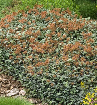 Acaena microphylla - Stekelnootje