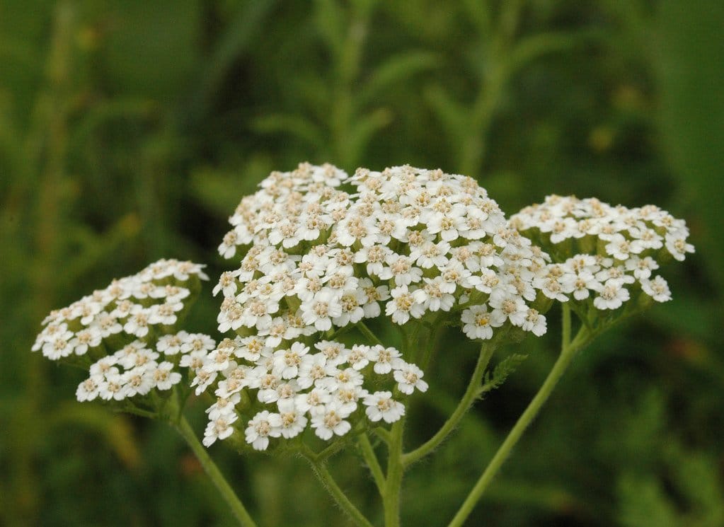 Achillea millefolium &amp;#39;Schneetaler&amp;#39; - Duizendblad Online Kopen ...