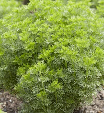 Artemisia Abrotanum - Citroenkruid