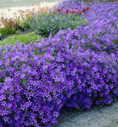 Campanula 'Portenschlagiana' - Klokjesbloem