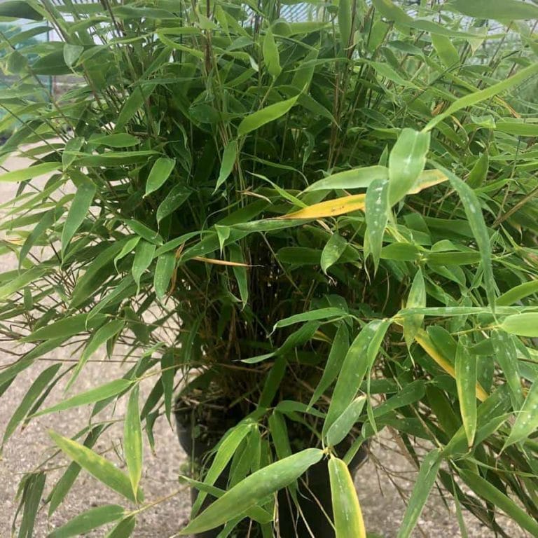Fargesia Robusta Formidable Niet Woekerende Bamboe Potmaat 22cm Pot Planthoogte 40 60 Cm