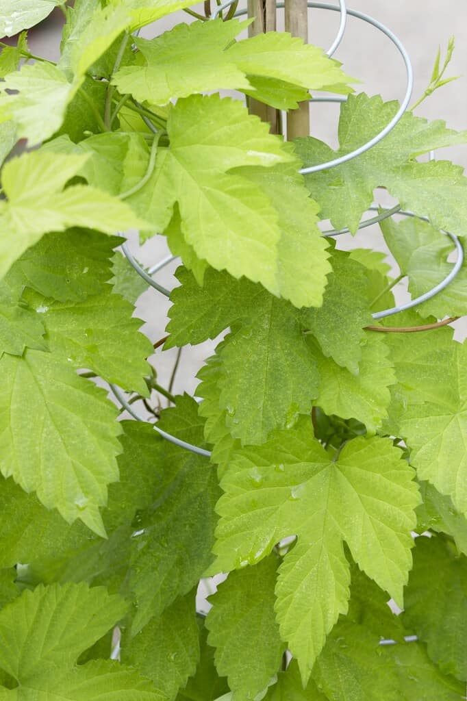 Humulus lupulus Golden Tassels Hopplant