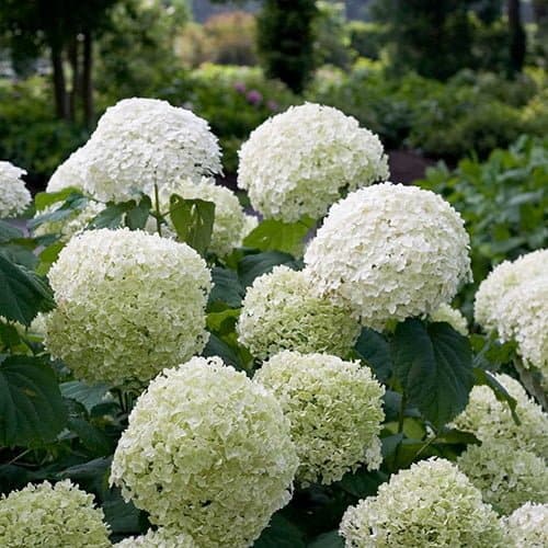 Hydrangea-Strong-Annabelle-