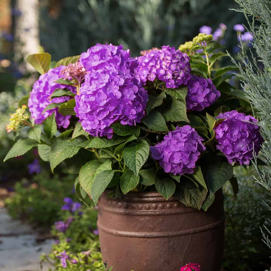 Hydrangea4936　1001 Hydrangea macrophylla 'Endless Summer Summer Love® Purple