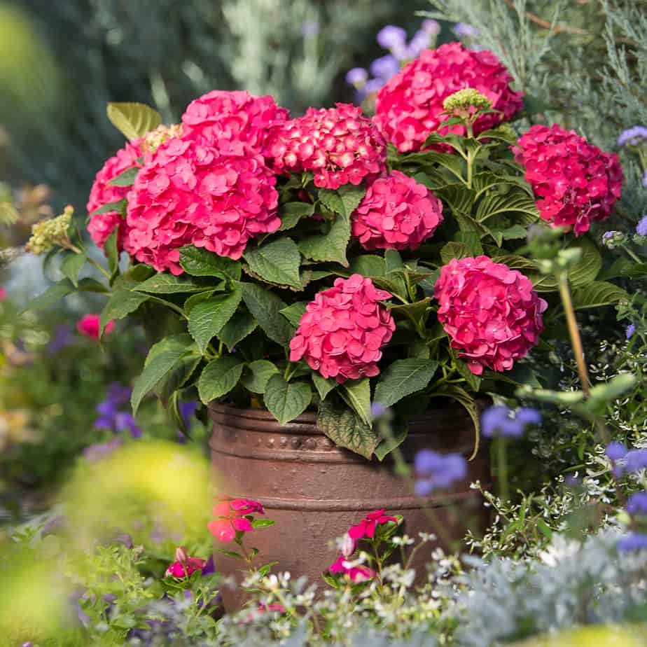 Hydrangea macrophylla 'Endless Summer Summer Love® Red