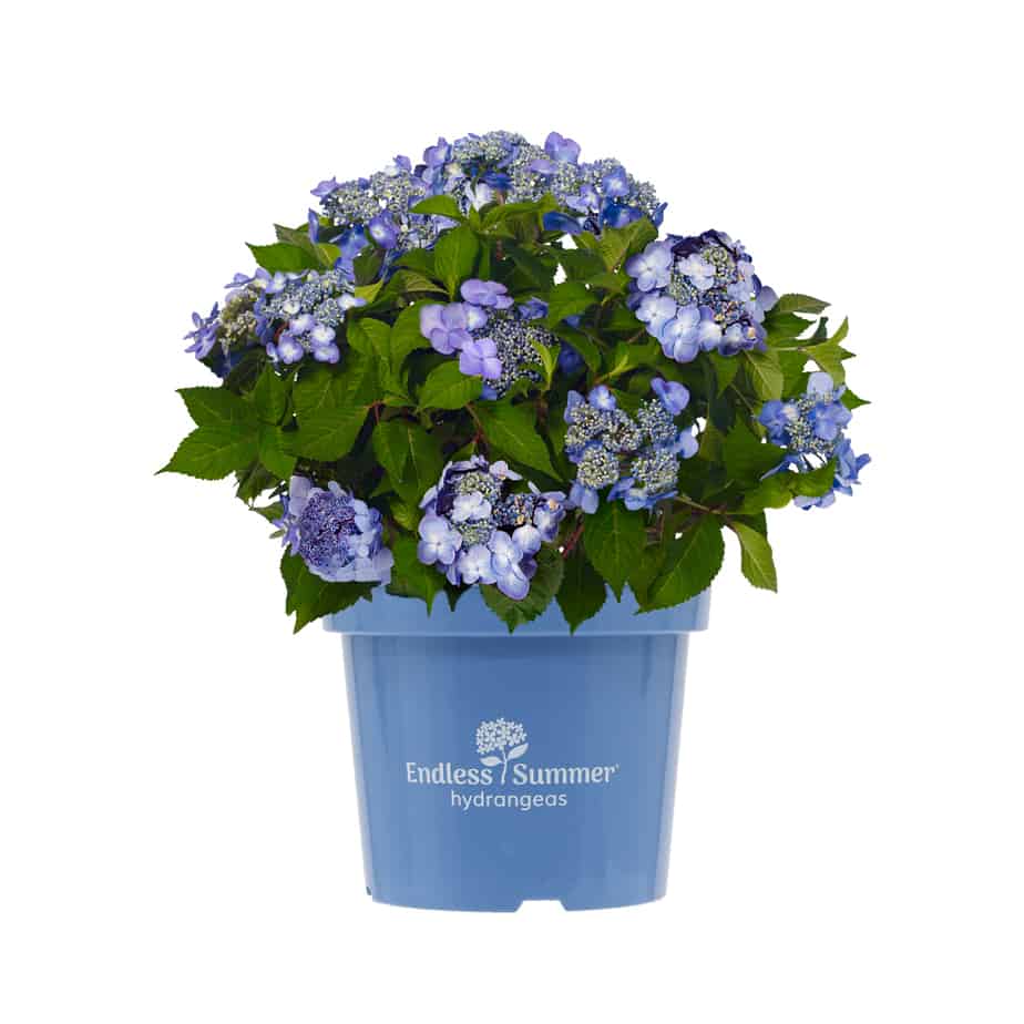 Hydrangea4936　1001 Hydrangea macrophylla 'Endless Summer Pop Star® Blue