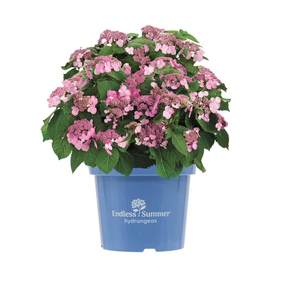 Hydrangea macrophylla 'Endless Summer Pop Star Pink