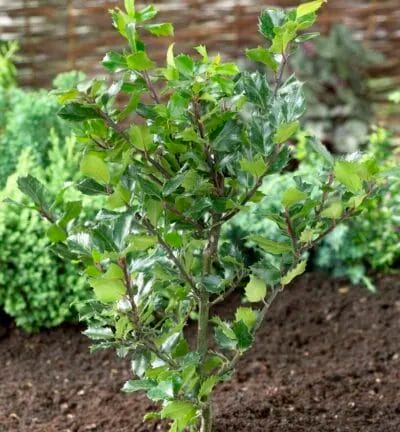 Ilex meserveae 'Blue Prince' - Blaue Stechpalme