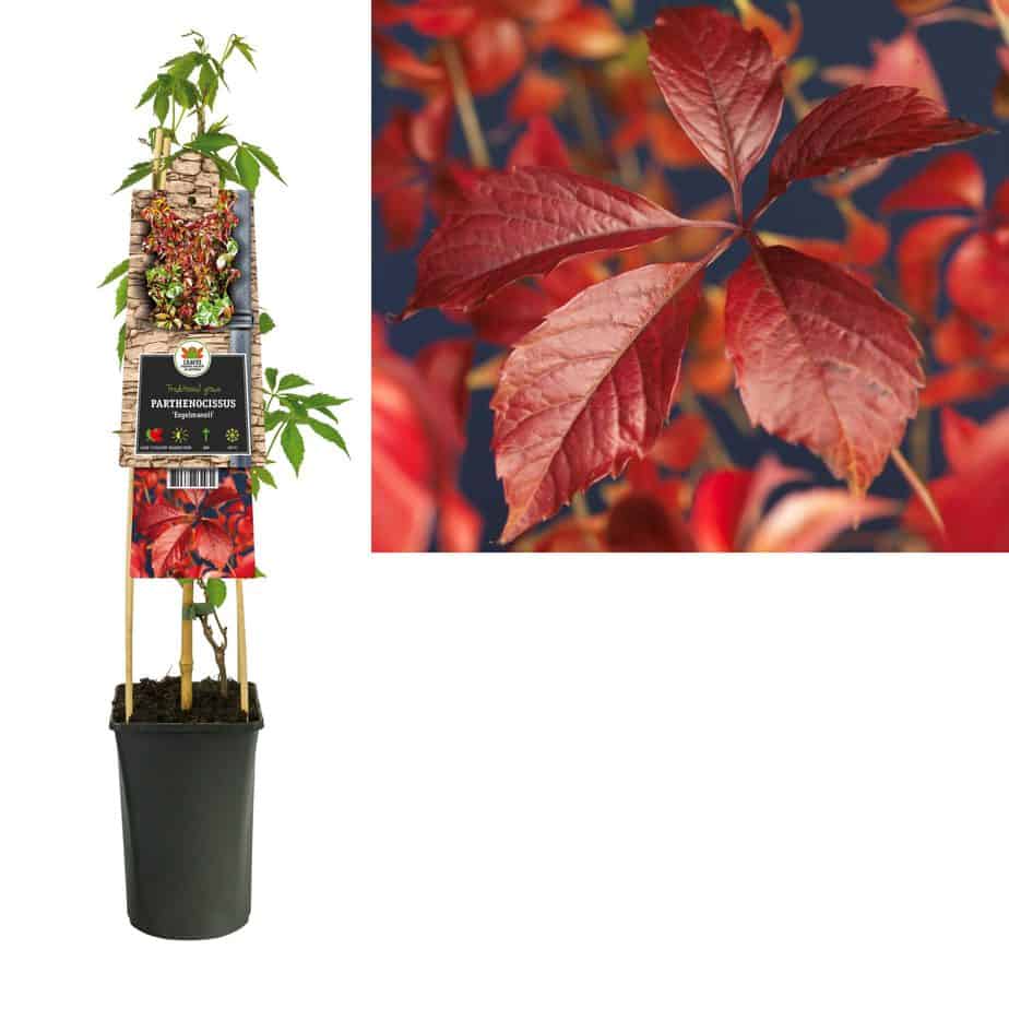 Engelmann's Ivy | Parthenocissus Quinquefolia 'Engelmannii' | CANADA