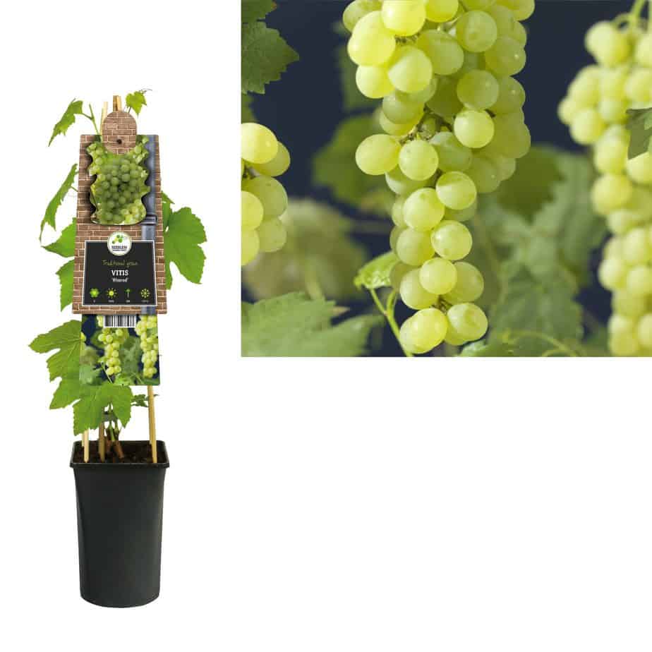 Vitis Vinifera 'Himrod' - Pitloze Druif - PlantBezorgd