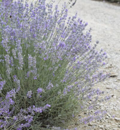 Lavandula angustifolia - Lavendel