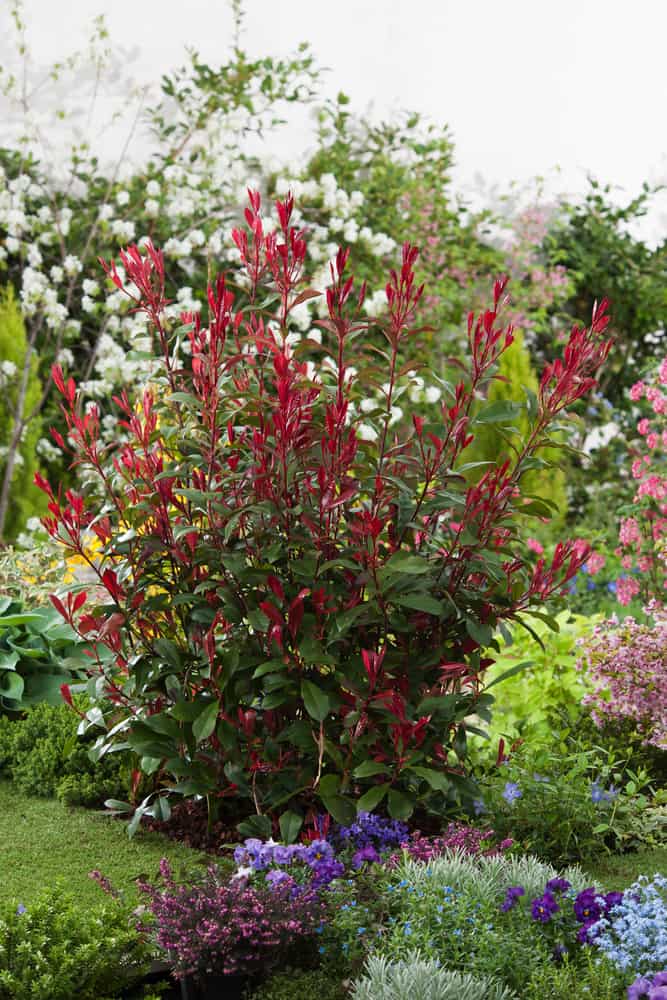 Photinia fraseri 'Carré Rouge' - Glansmispel - PlantBezorgd