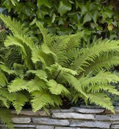 Polystichum setiferum 'Proliferum' - Naaldvaren