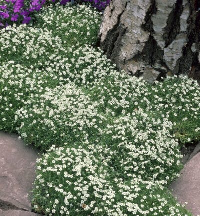 Sagina subulata - Vetmuur