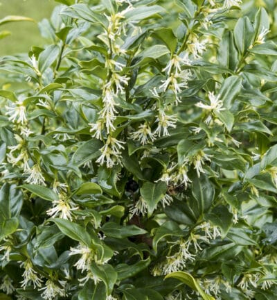 Sarcococca confusa - Vleesbes