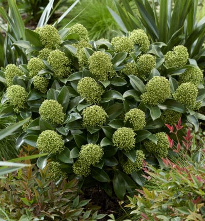 Skimmia japonica White Globe - Bloem Skimmia