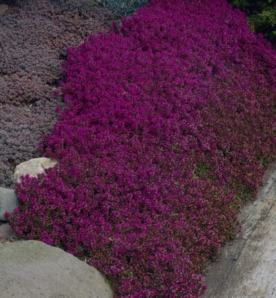 Thymus praecox 'Purple Beauty' - Kruiptijm