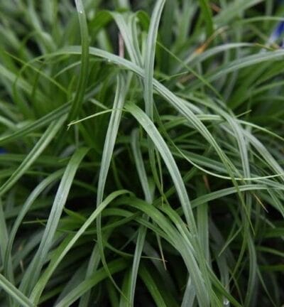 Carex oshimensis 'Evergreen' - Zegge