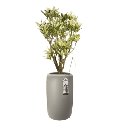 Croton Tamara Elho pure beads large balanced beige