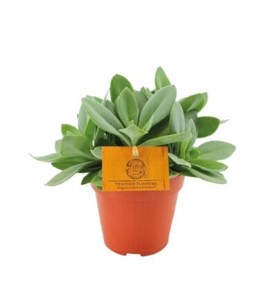 Senecio Cephalophorus