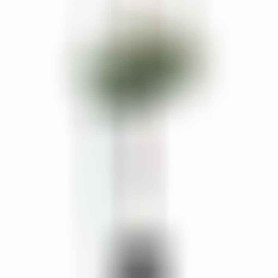 Photinia fraseri 'Red Robin' - Glansmispel op stam 90cm Online Kopen ...