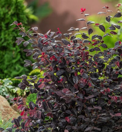 Loropetalum chinense Rouge de la Majorie - Hexenbusch