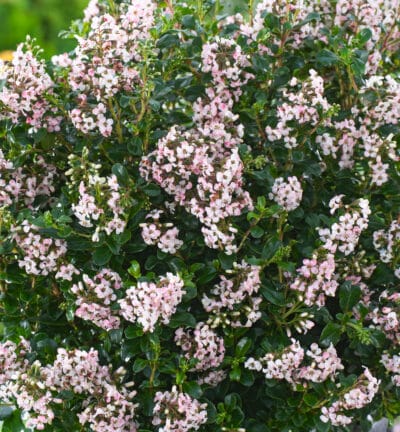 Escallonia 'Apfelblüte' - Escallonia