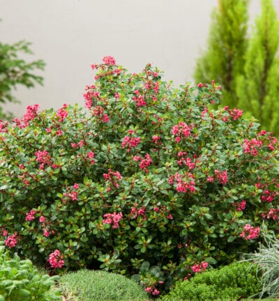 Escallonia 'Roter Traum' - Escallonia