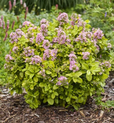Escallonia laevis 'Pink Lemon' - Escallonia