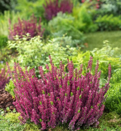 Calluna vulgaris 'Beauty ladies Lea' - Strauchheide