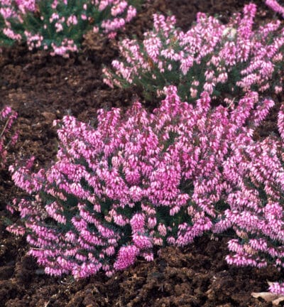 Erica carn. 'Winterfrauen Rosa' - Rosa Winterheide