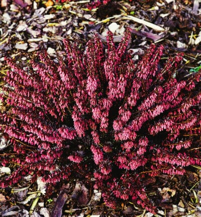 Erica carn. 'Winterfrauen Rot' - Rote Winterheide