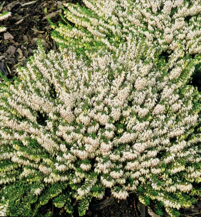 Erica carn. 'Winterfrauen Weiss' - Weiße Winterheide