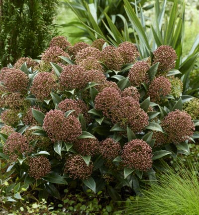 Skimmia japonica 'Godrie's Dwarf' - Skimmia