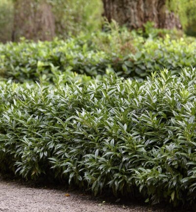 Sarcococca hookeriana - Vleesbes