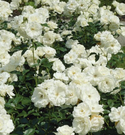 Rosa 'Schneewittchen' (=Iceberg) - Roos